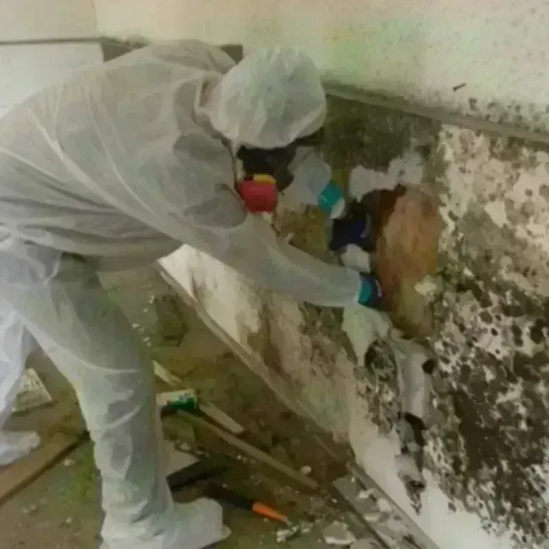 Mold Remediation and Removal in East Brainerd, TN